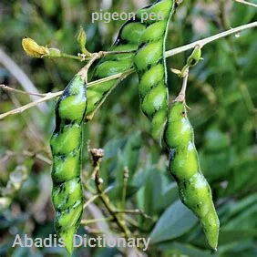 pigeon pea